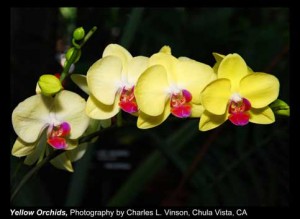 Vinson,-Charles-L._Yellow-Orchids_Chula-Vista,-CA.